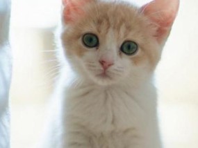 让猫拿着手机拍照会怎么样？这样做会产生什么有趣的结果？