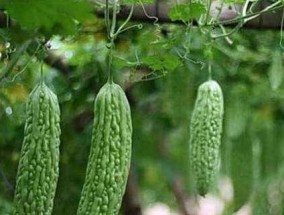 秋季蔬菜种植攻略——丰收的秘诀（从选地到施肥）