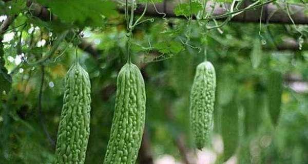 秋季蔬菜种植攻略——丰收的秘诀（从选地到施肥）  第1张