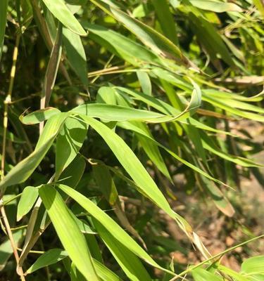 手机拍照后如何避免照片中出现杂乱的草丛？  第3张