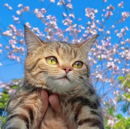 让猫拿着手机拍照会怎么样？这样做会产生什么有趣的结果？  第2张