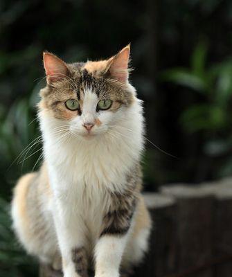 让猫拿着手机拍照会怎么样？这样做会产生什么有趣的结果？  第3张
