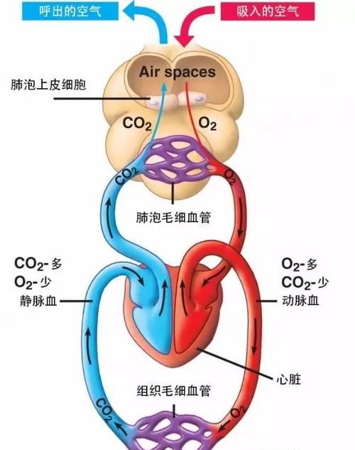 充电器增氧器的工作原理是什么？它如何提供氧气？  第1张